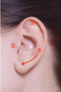 代表的な耳のツボ